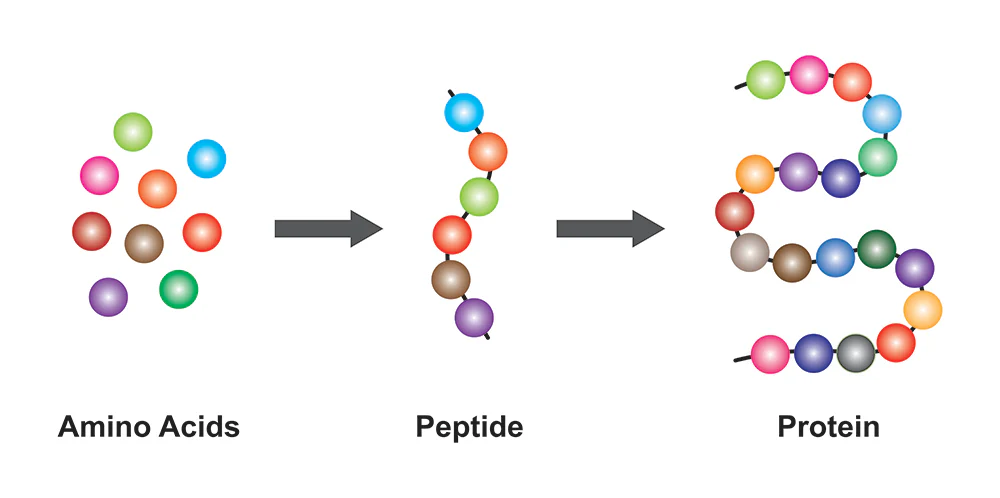 From Amino Acids to Protein: How Muscle-Building Blocks Are Formed Diagram showing the progression from individual amino acids to a peptide chain and finally to a structured protein.